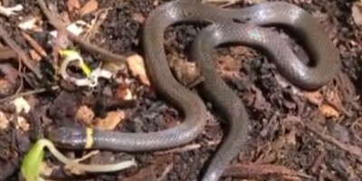 Fort Lauderdale snake